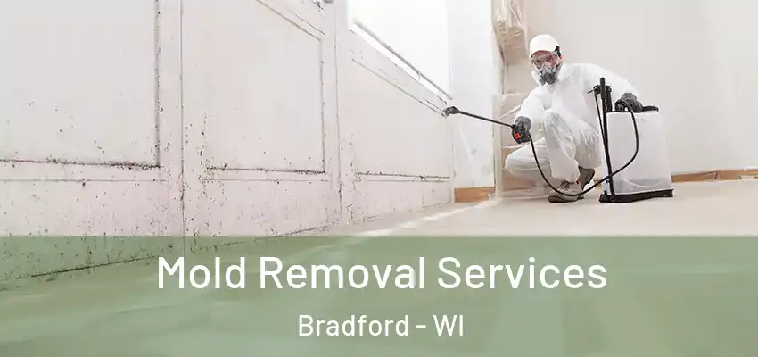 Mold Removal Services Bradford - WI