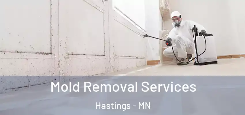  Mold Removal Services Hastings - MN