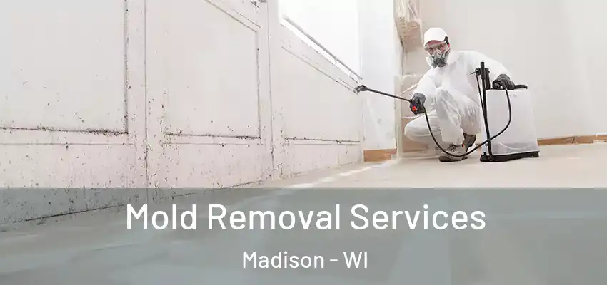  Mold Removal Services Madison - WI