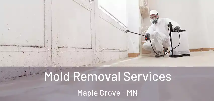 Mold Removal Services Maple Grove - MN