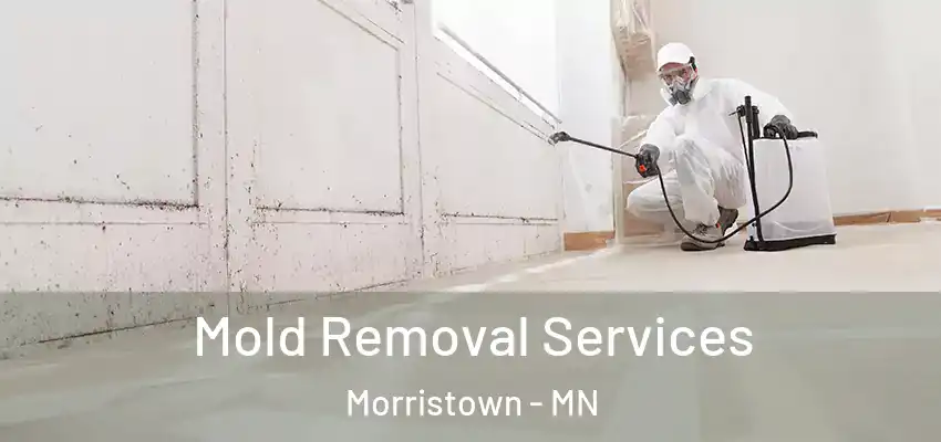  Mold Removal Services Morristown - MN