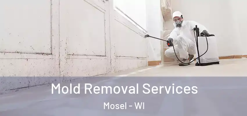  Mold Removal Services Mosel - WI