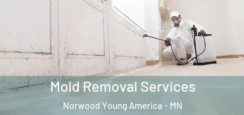  Mold Removal Services Norwood Young America - MN