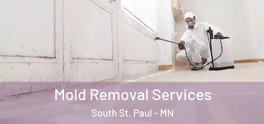  Mold Removal Services South St. Paul - MN