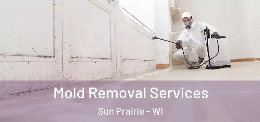  Mold Removal Services Sun Prairie - WI