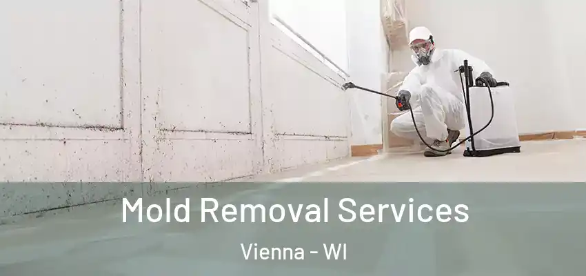  Mold Removal Services Vienna - WI