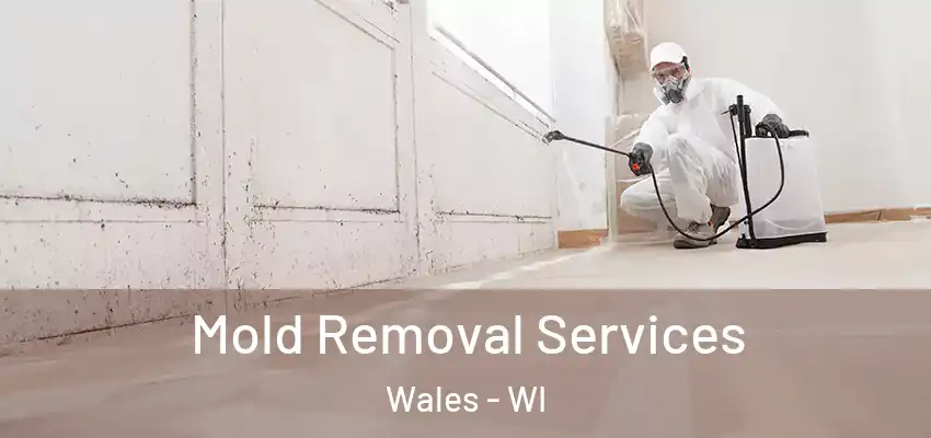  Mold Removal Services Wales - WI