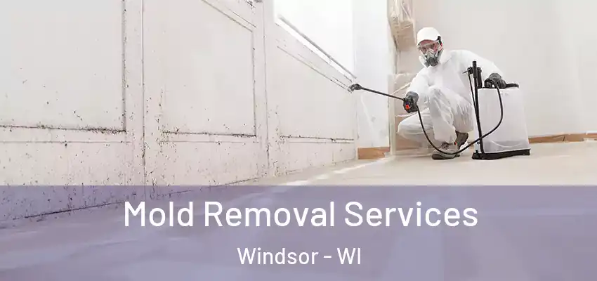 Mold Removal Services Windsor - WI