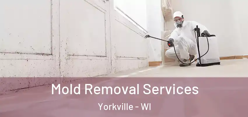  Mold Removal Services Yorkville - WI
